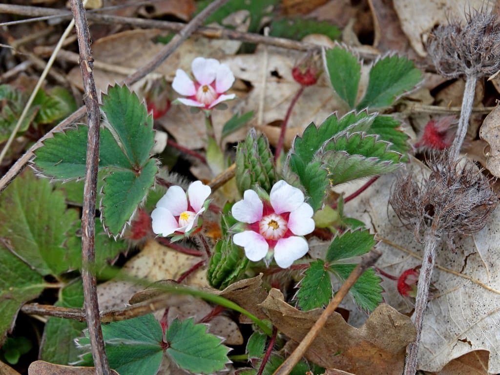 Potentilla micrantha Ramond ex DC.