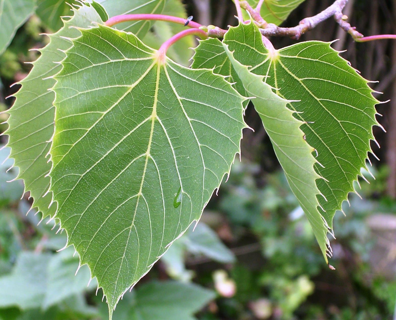 Tilia henryana Szyszyl.