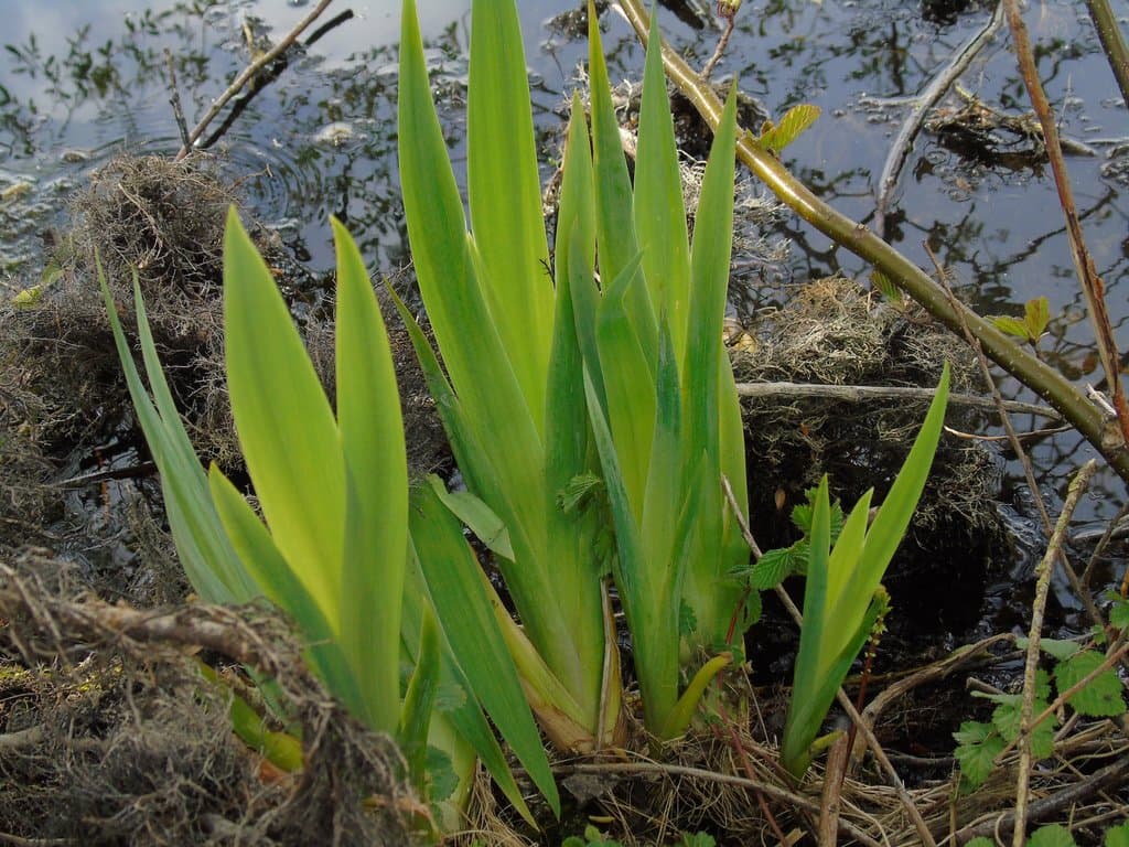 Iris pseudacorus L.