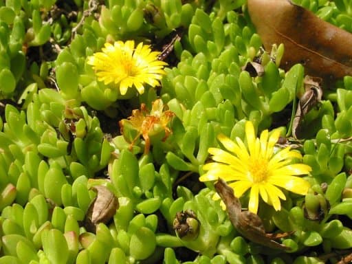 Delosperma nubigenum (Schltr.) L.Bolus