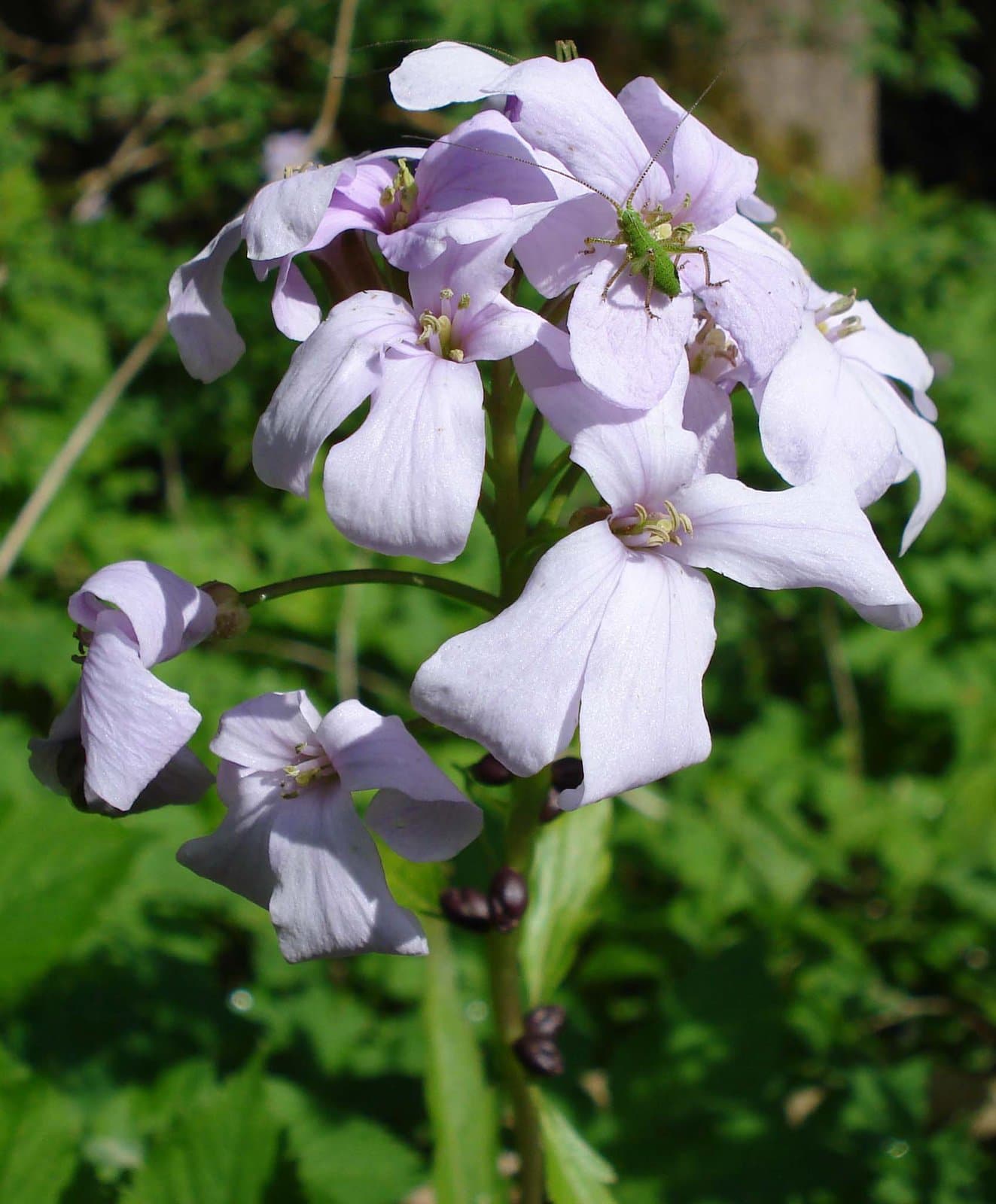 Cardamine bulbifera (L.) Crantz