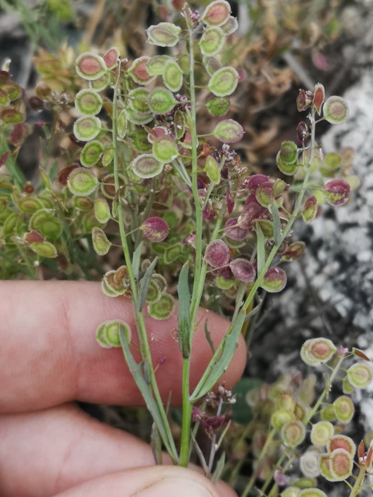 Thysanocarpus rigidus (Munz) P.J.Alexander & Windham