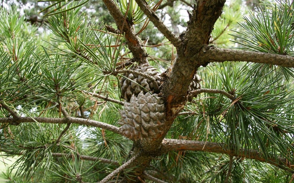 Pinus pungens Lamb.