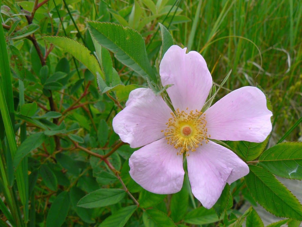 Rosa virginiana Herrm.