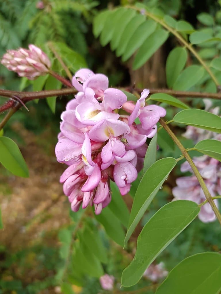 Robinia viscosa Michx. ex Vent.