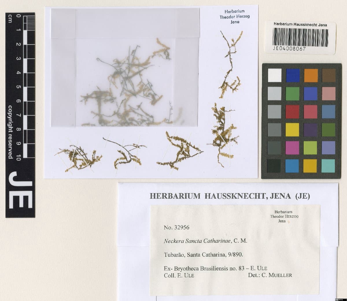 Neckera sanctae-catharinae Müll.Hal.