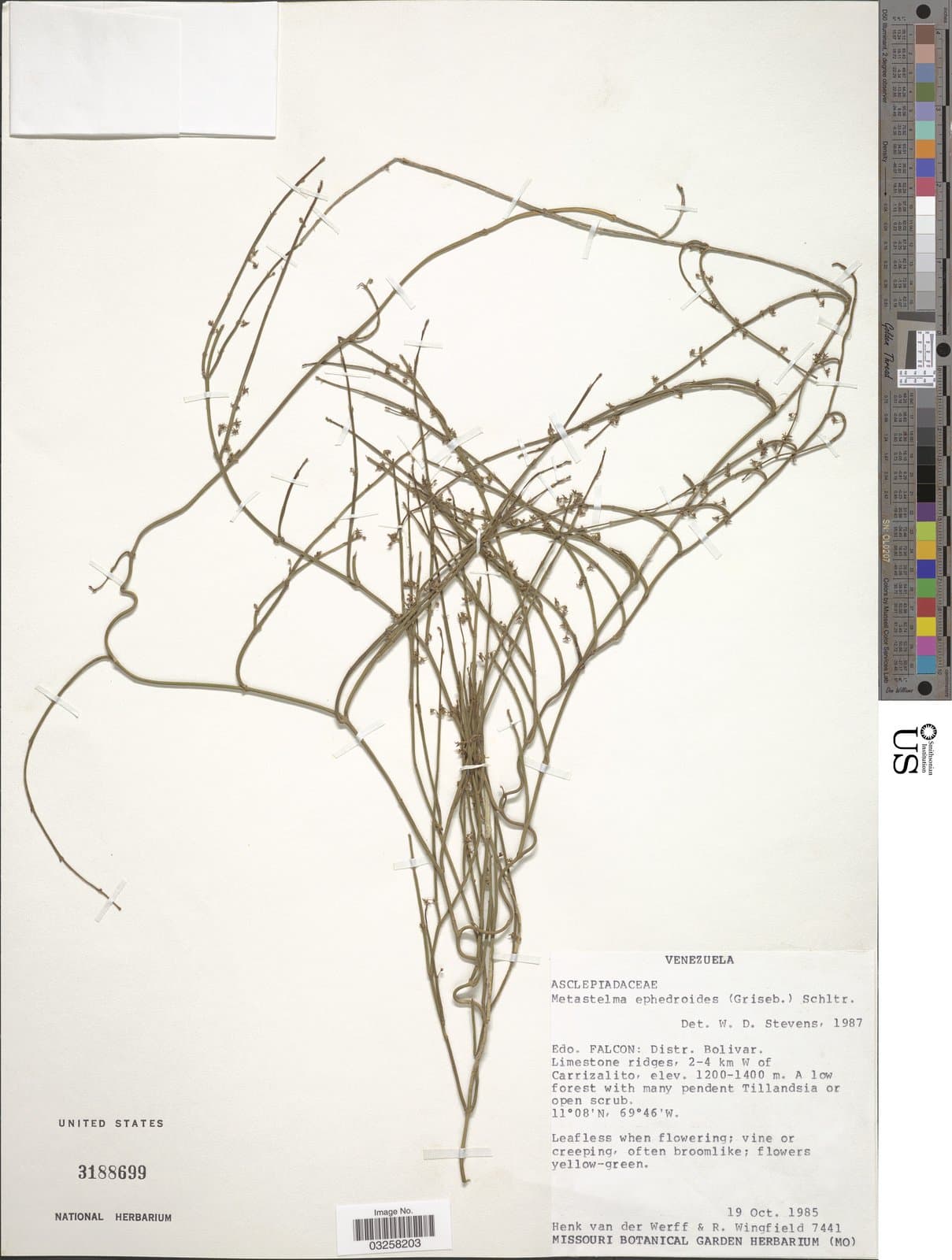 Orthosia florida (Vell.) Liede & Meve
