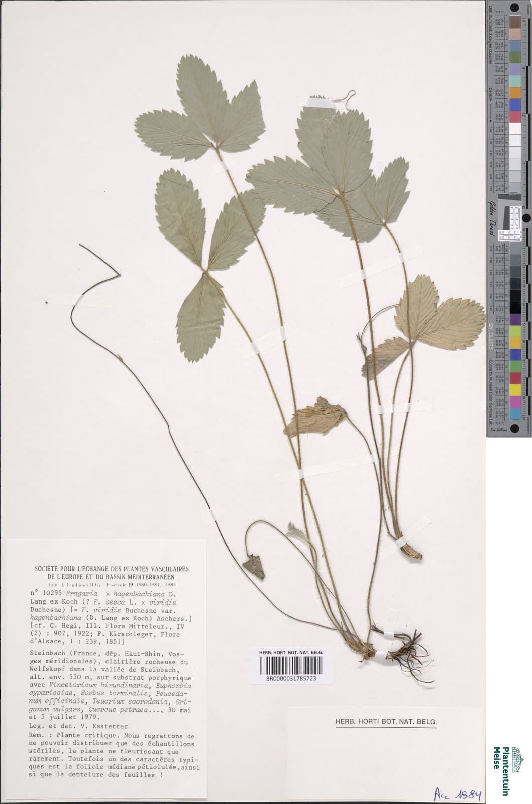 Fragaria ×bifera (Sm.) Duchesne