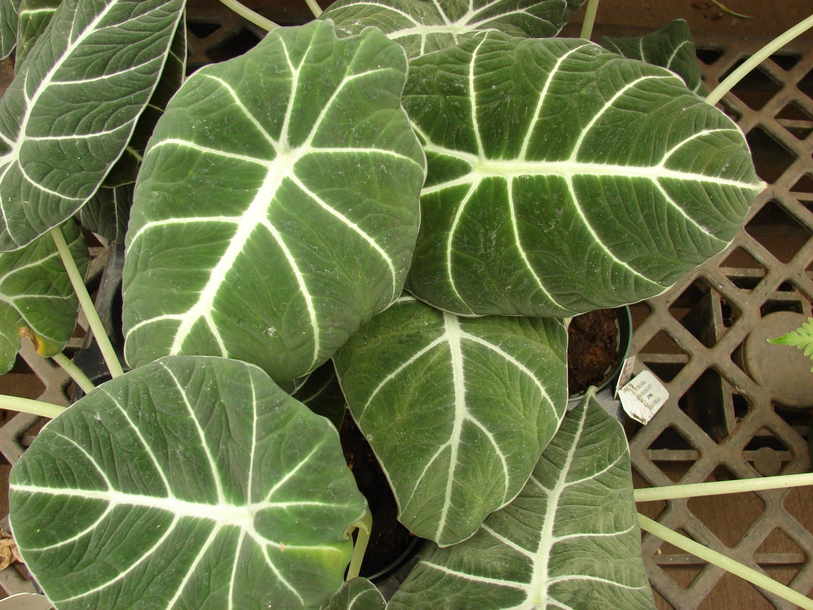 Alocasia reginula A.Hay