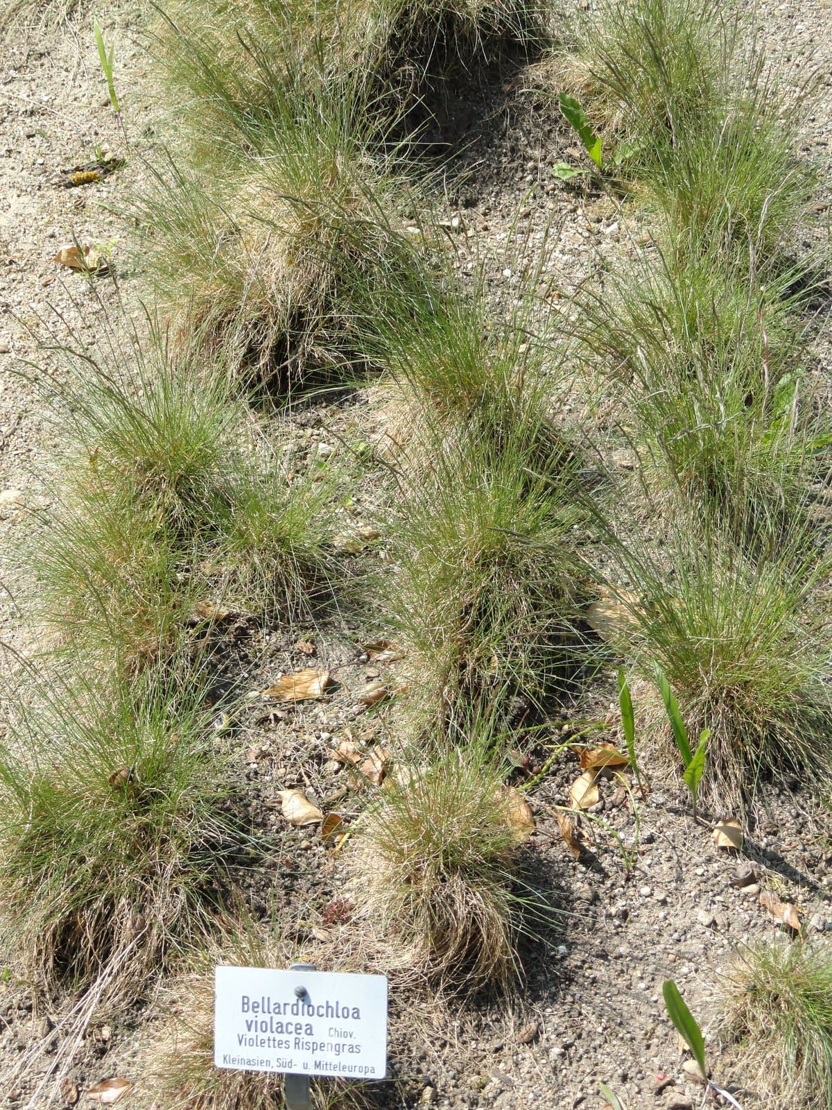 Bellardiochloa variegata (Lam.) Kerguélen