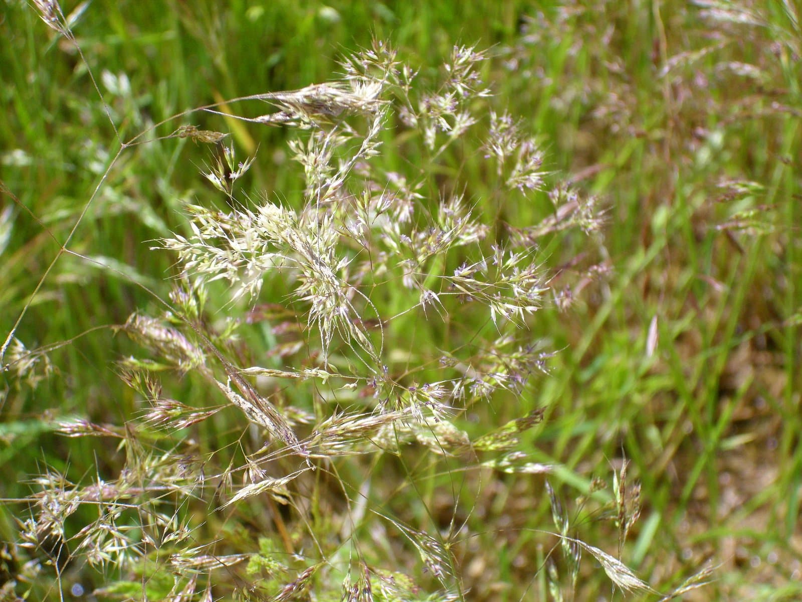 Agrostis nebulosa Boiss. & Reut.