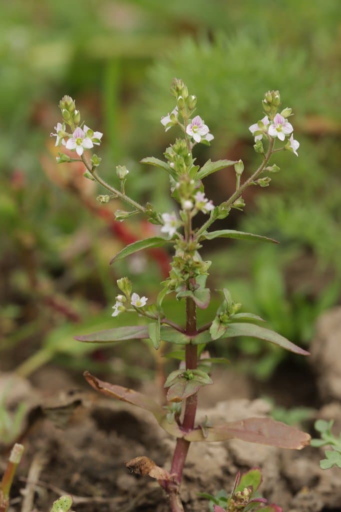 Veronica catenata Pennell