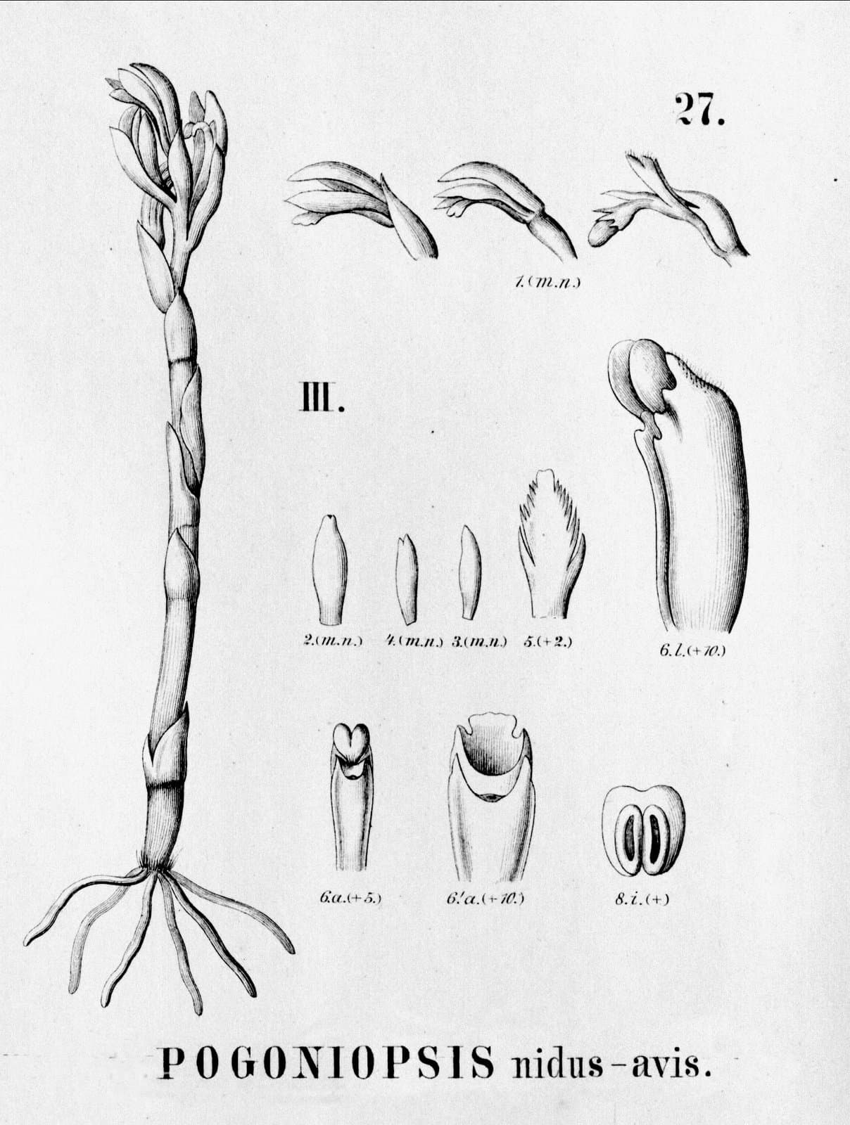 Pogoniopsis nidus-avis Rchb.f.