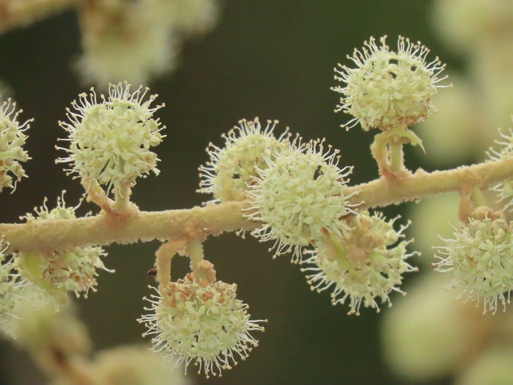Tetrapanax papyrifer (Hook.) K.Koch