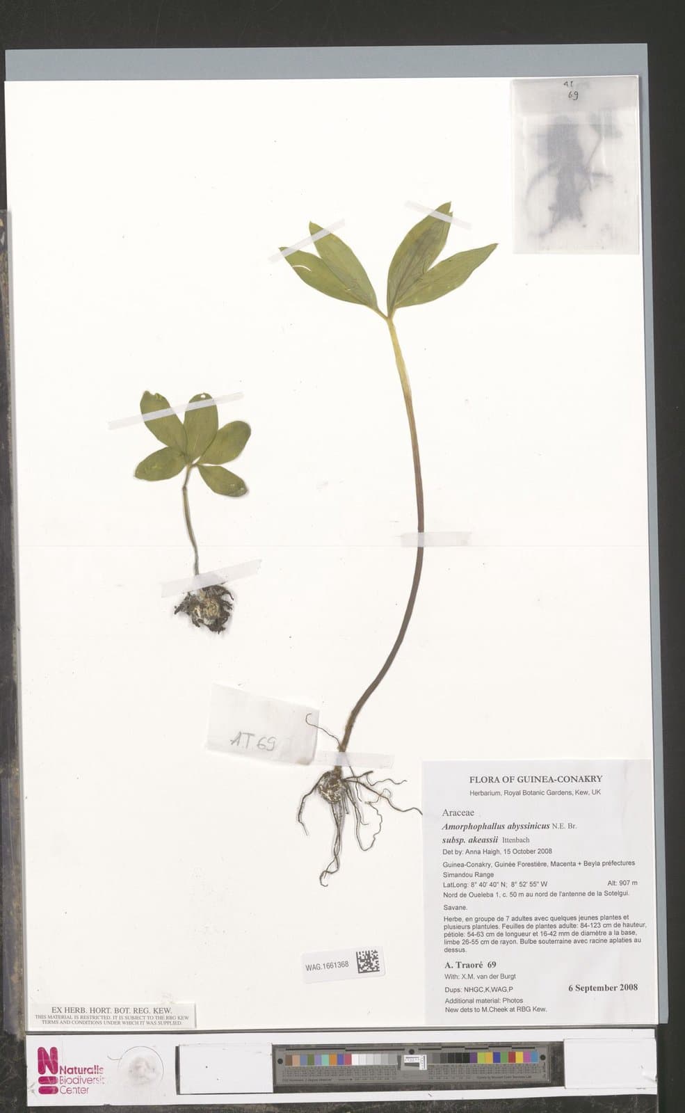 Amorphophallus abyssinicus subsp. akeassii Ittenb.