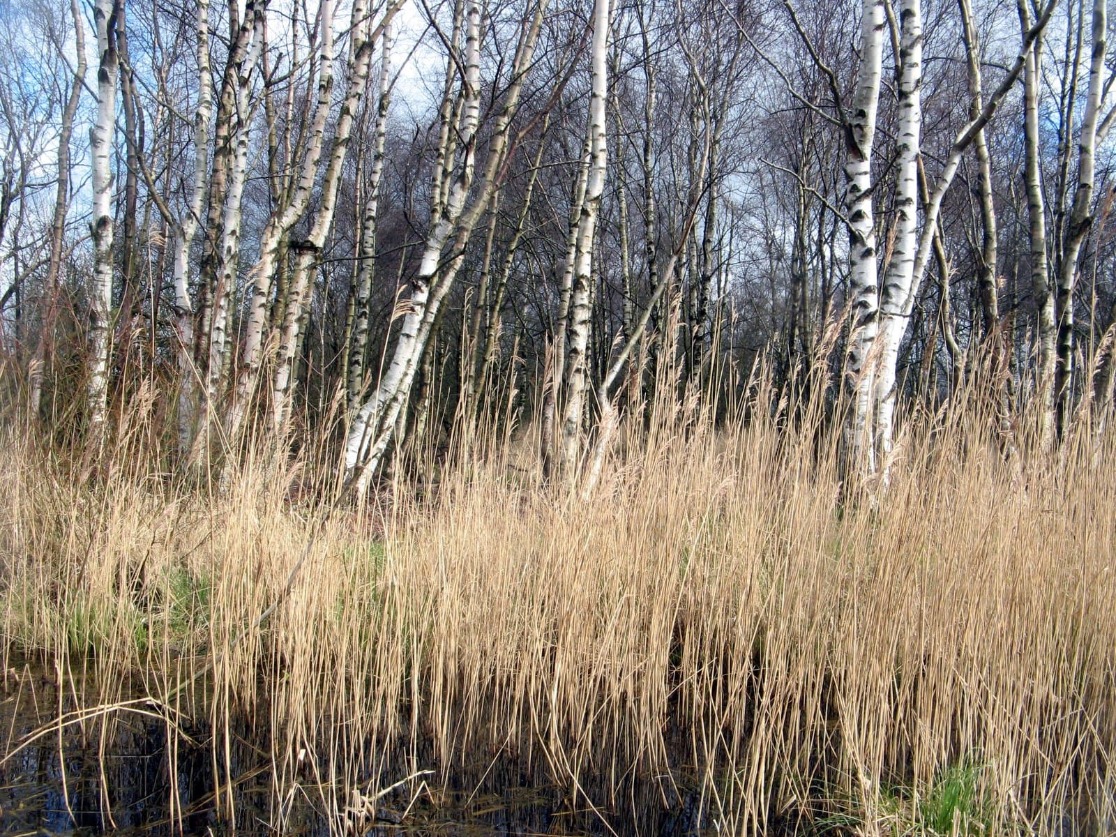 Betula pubescens Ehrh.