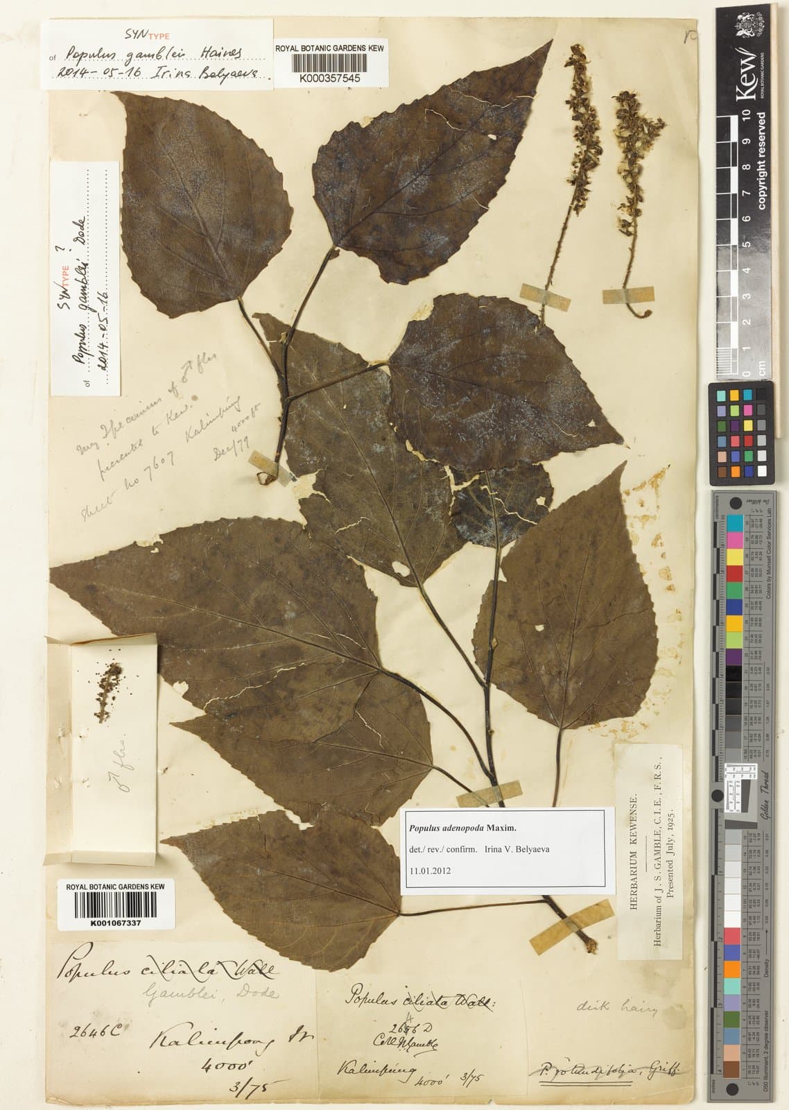 Populus gamblei Dode