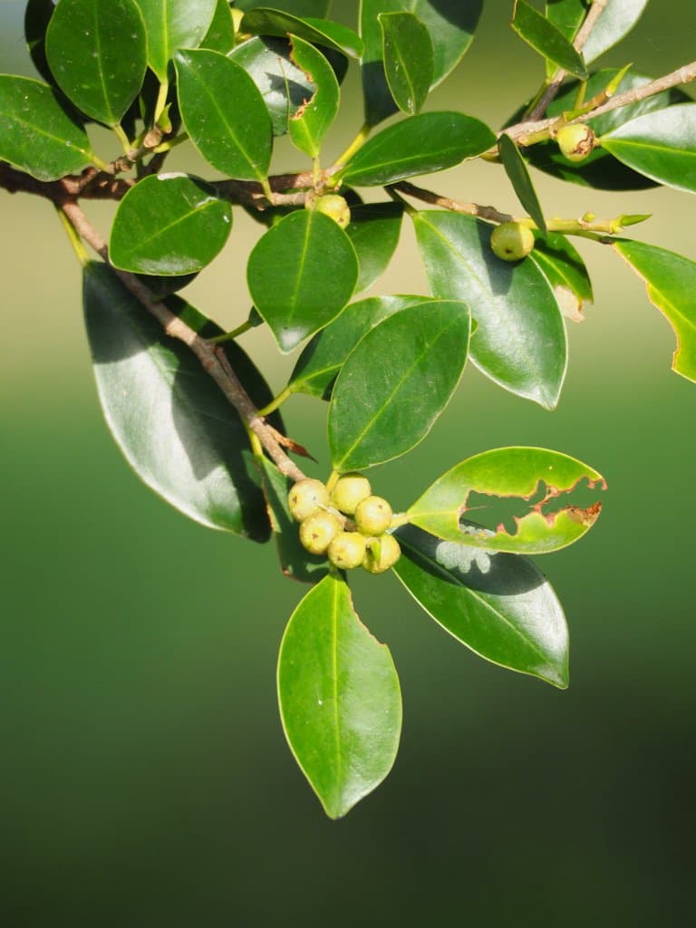 Ficus microcarpa L.fil.