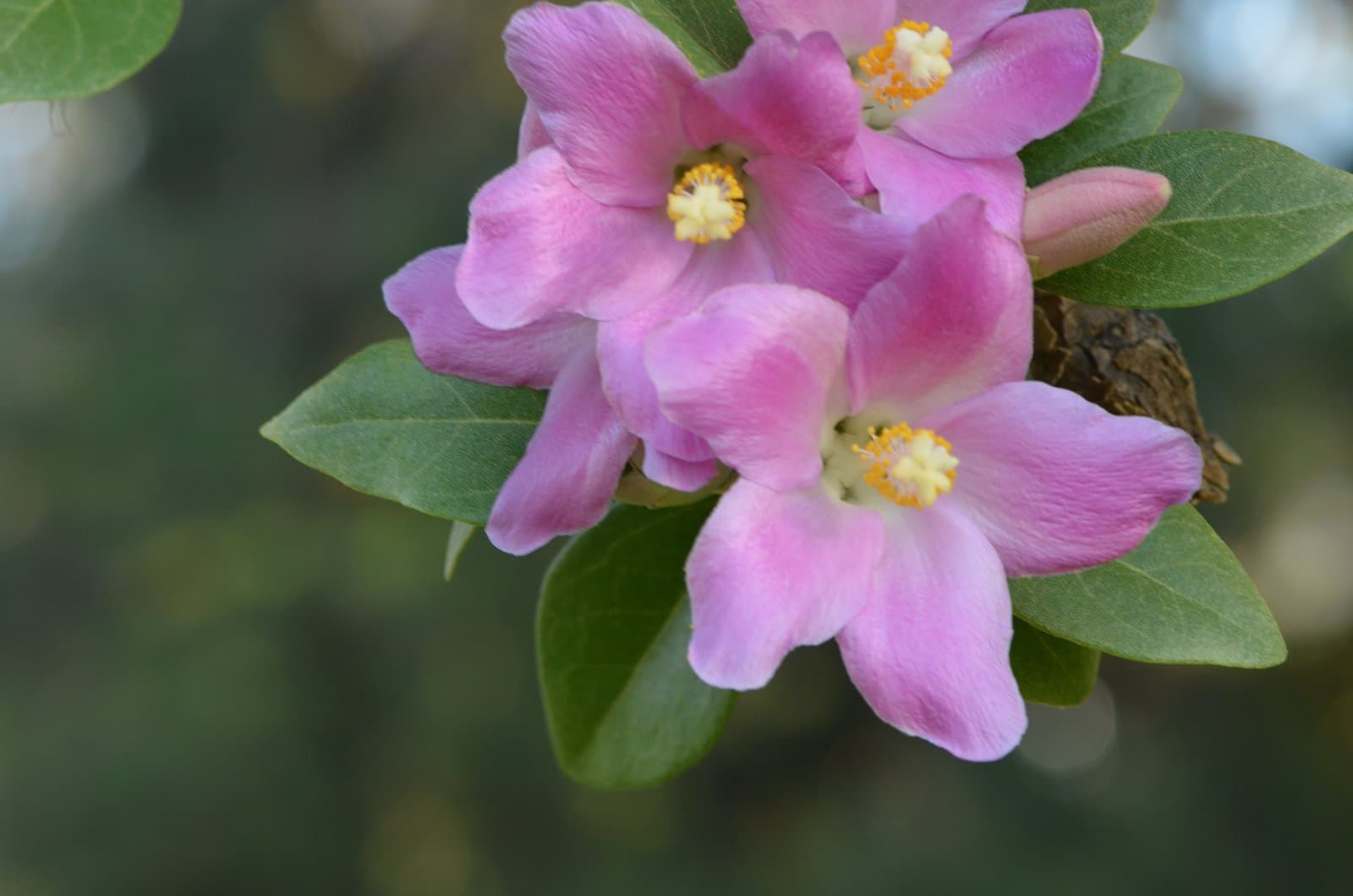 Lagunaria patersonia (Andrews) G.Don