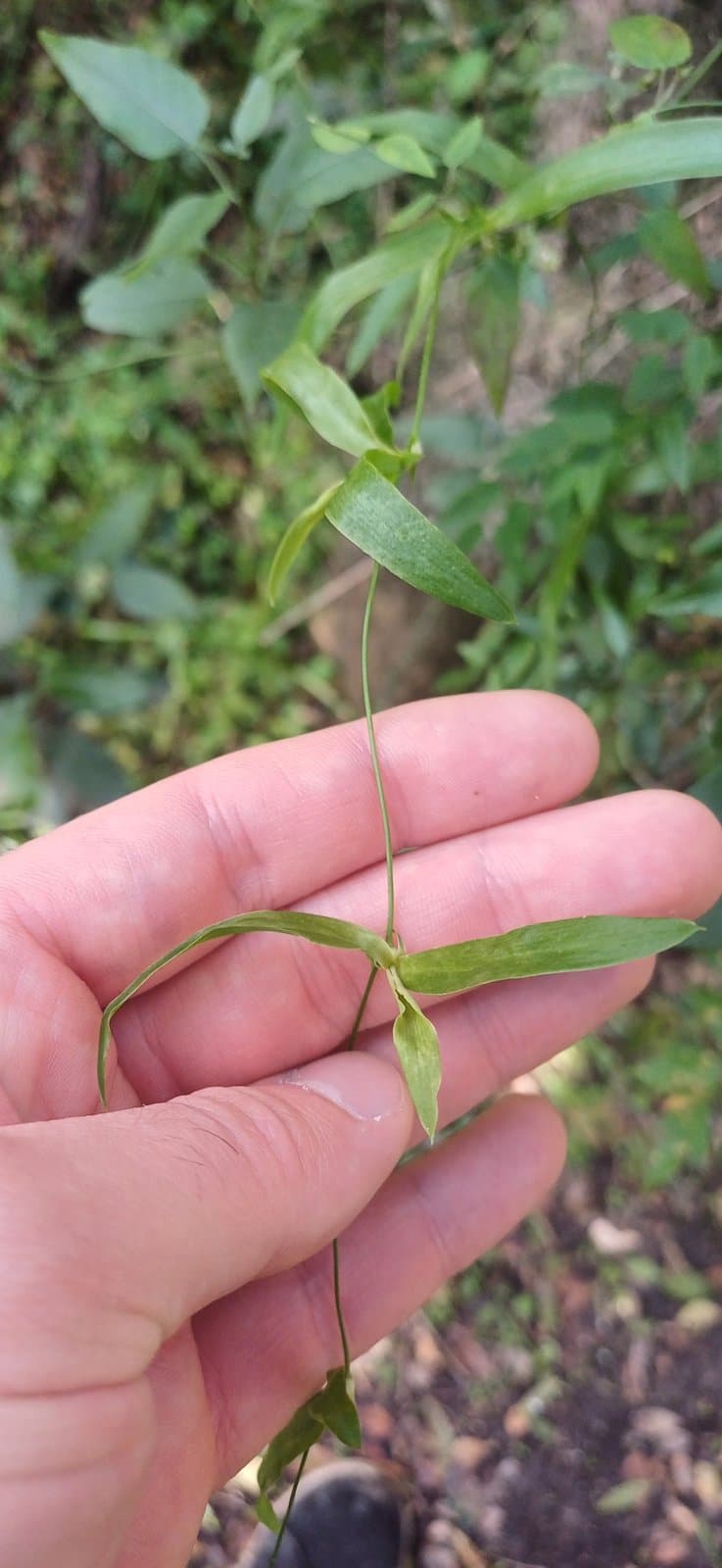 Herreria montevidensis Klotzsch ex Griseb.