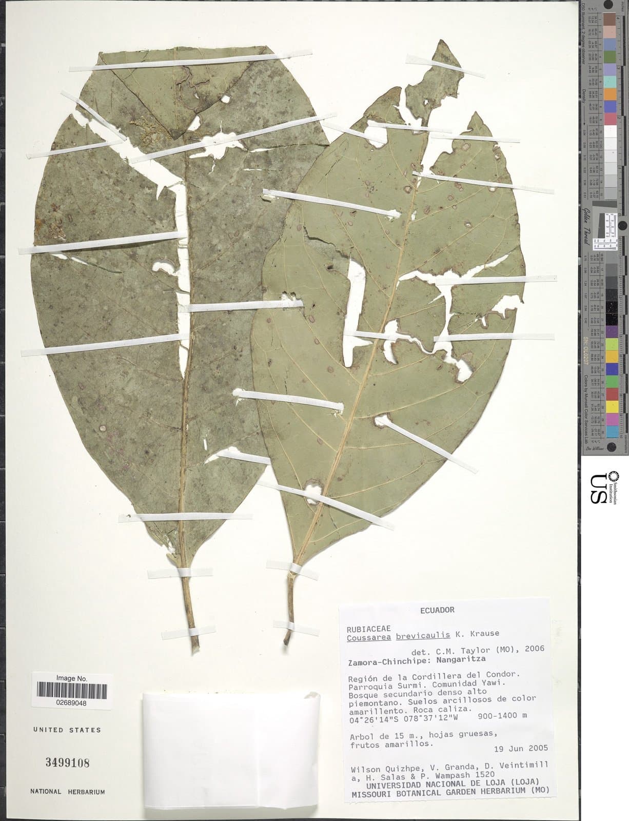 Coussarea brevicaulis K.Krause