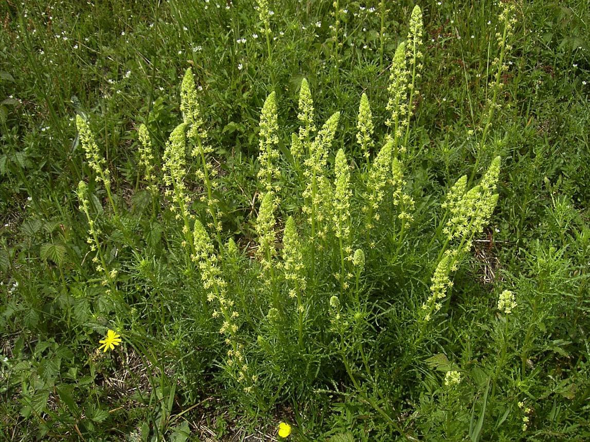 Reseda lutea L.