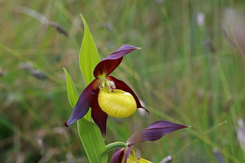 Cypripedium calceolus L.