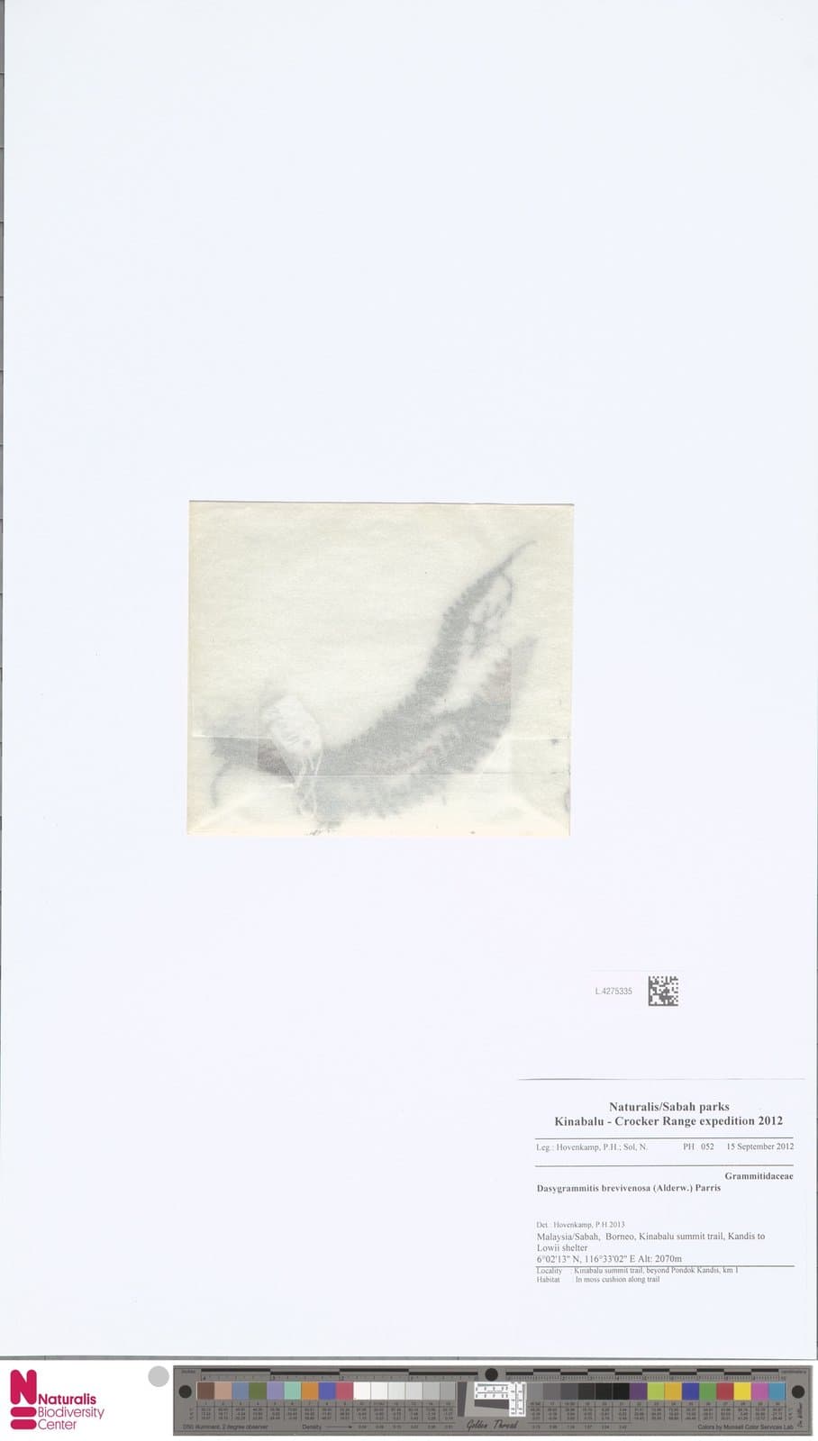 Dasygrammitis brevivenosa (Alderw.) Parris