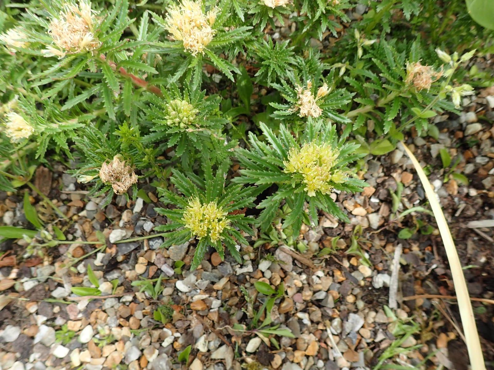 Rhodiola macrocarpa (Praeger) S.H.Fu