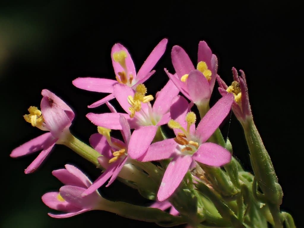 Centaurium pulchellum (Sw.) Druce