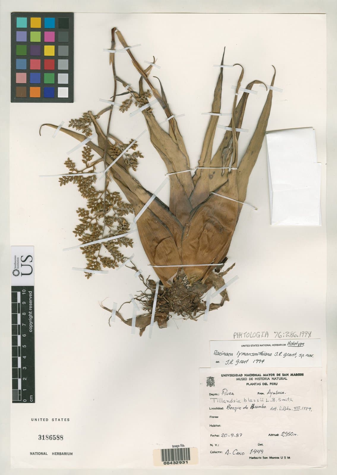 Racinaea lymansmithiana J.R.Grant