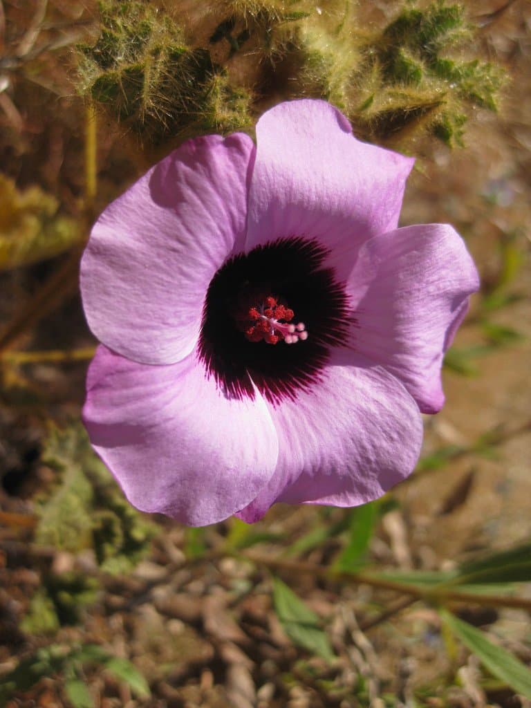 Hibiscus coatesii F.Muell.