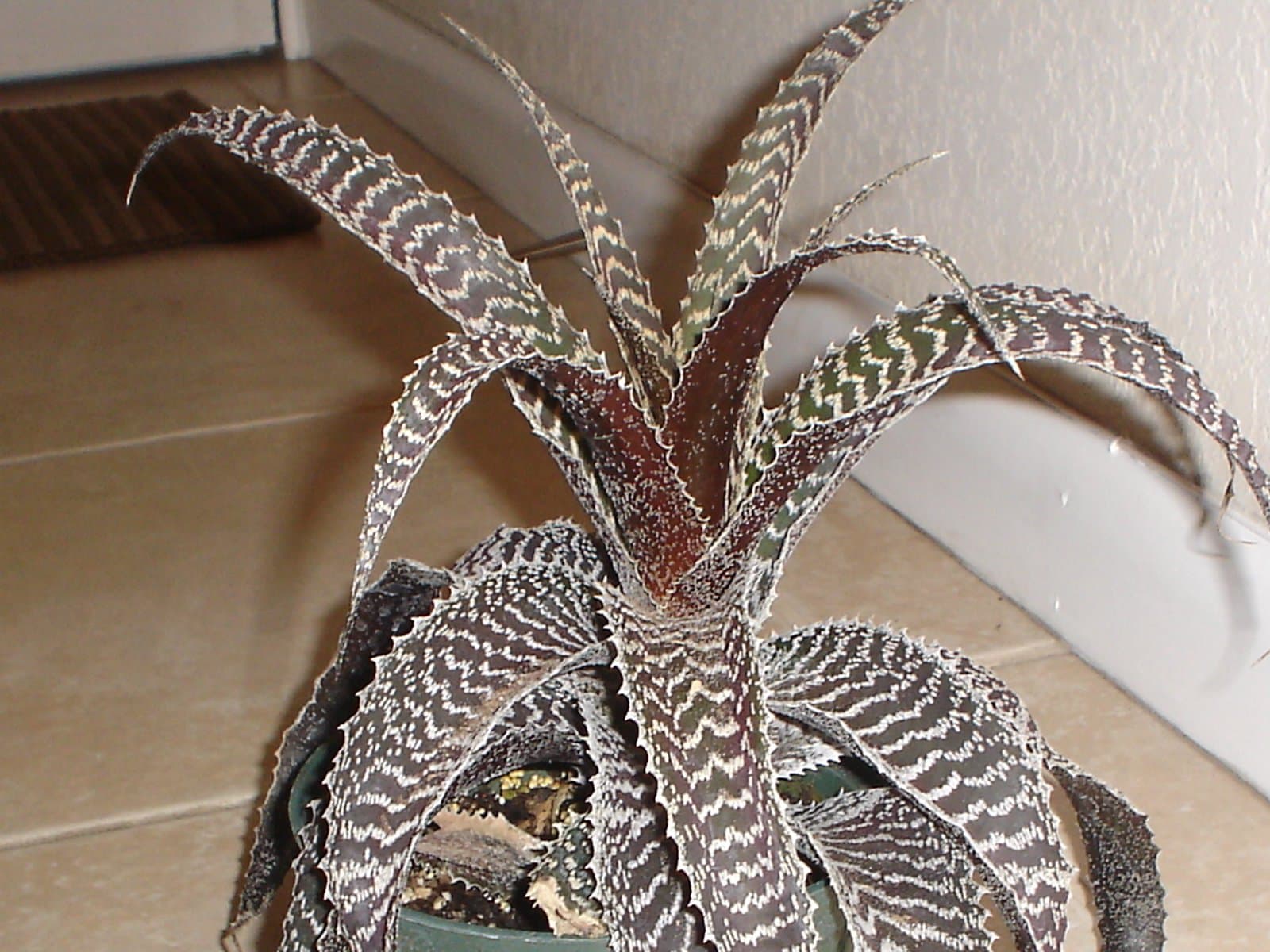 Orthophytum gurkenii Hutchison