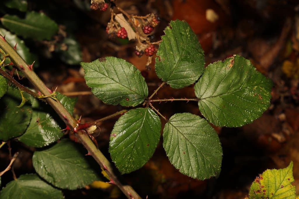 Rubus cardiophyllus P.J.Müll. & Lefèvre