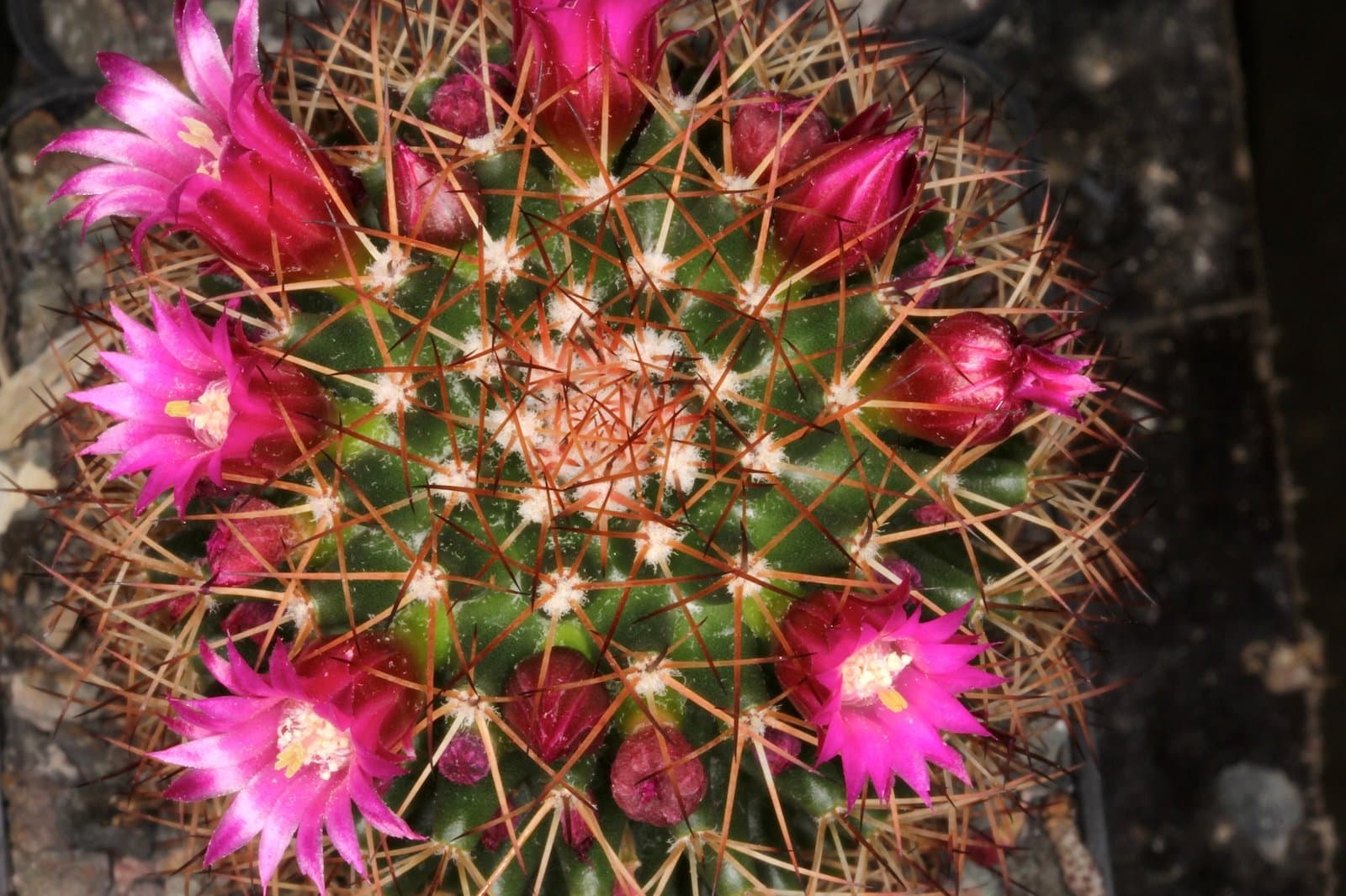 Mammillaria backebergiana F.G.Buchenau