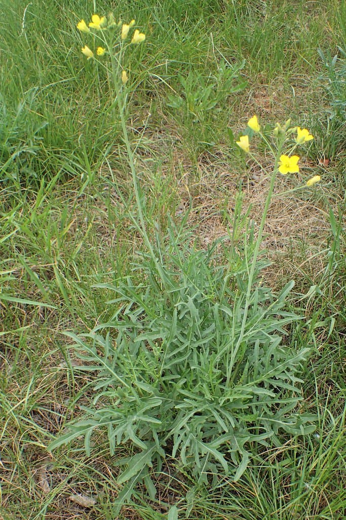 Diplotaxis tenuifolia (L.) DC.