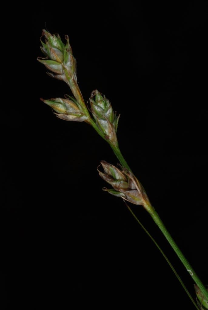 Carex brunnescens (Pers.) Poir.