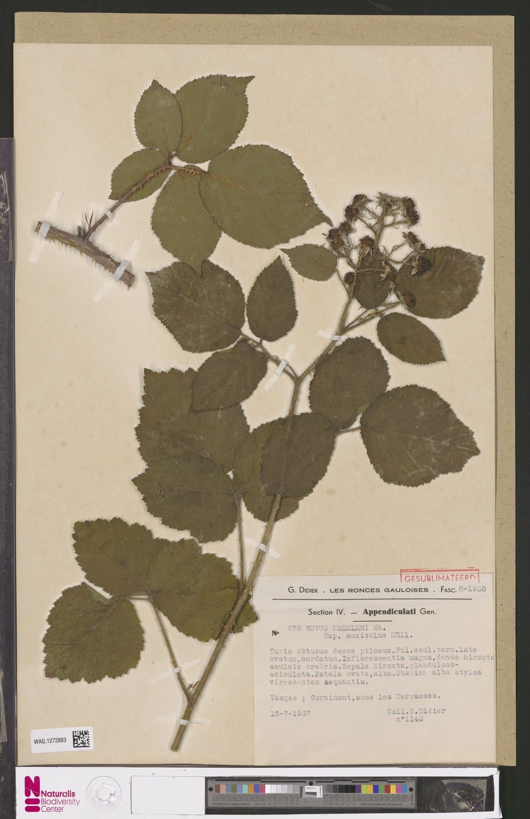 Rubus saxicola P.J.Müll.
