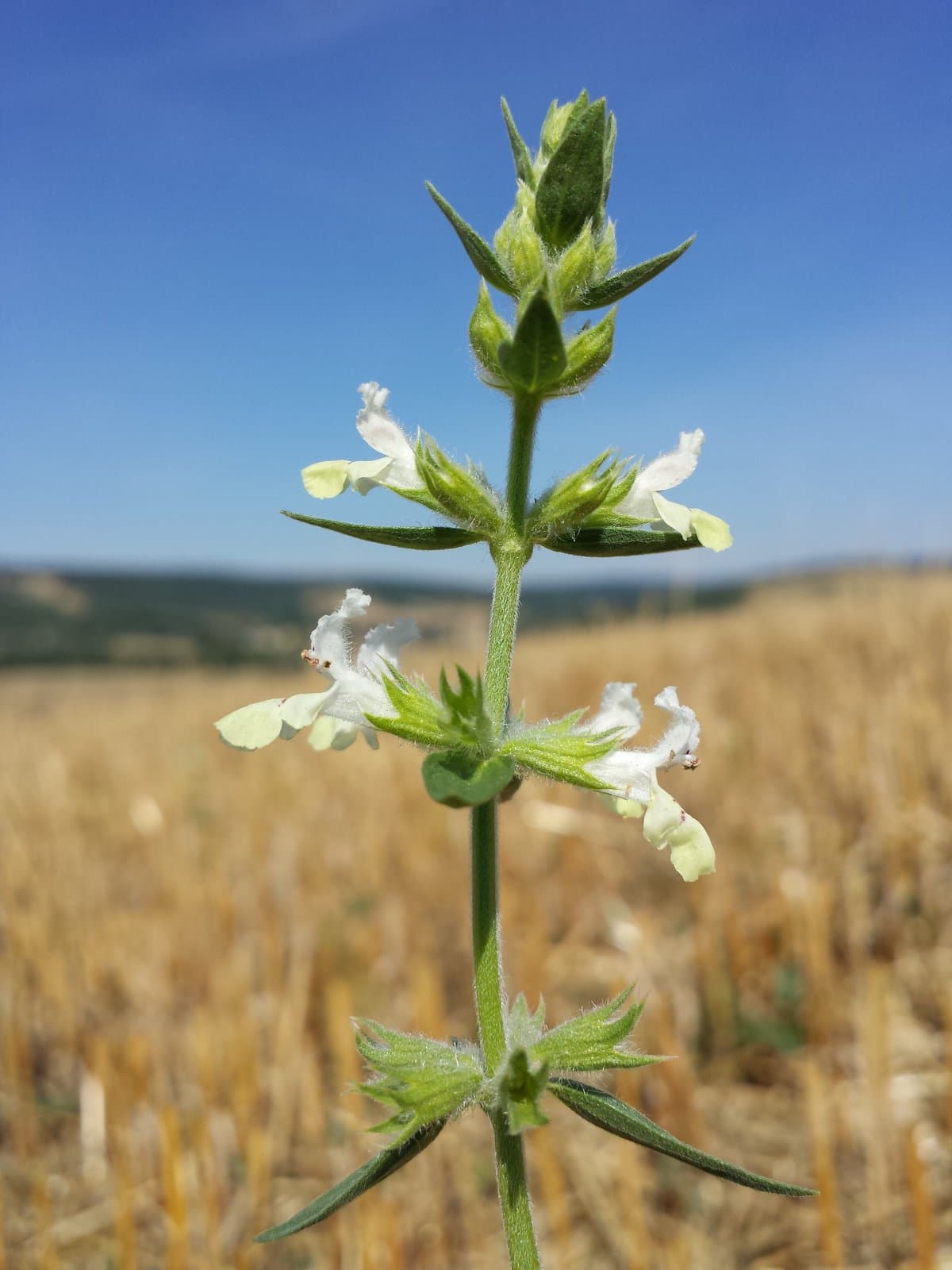 Stachys annua (L.) L.