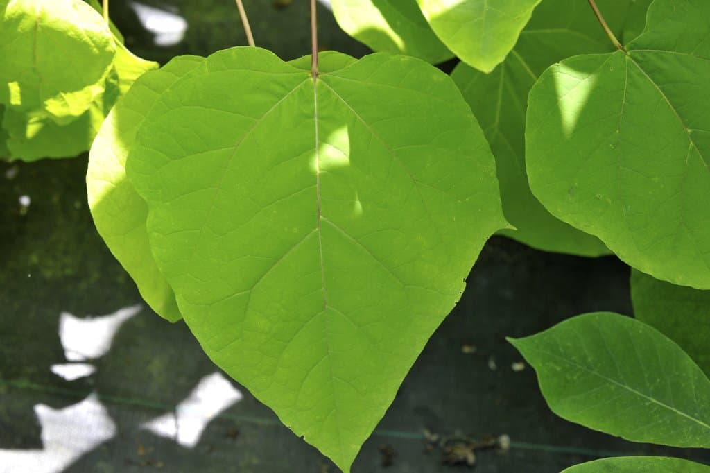 Catalpa bignonioides Walter
