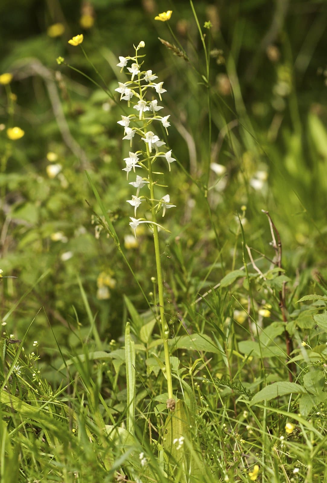 Platanthera chlorantha (Custer) Rchb.