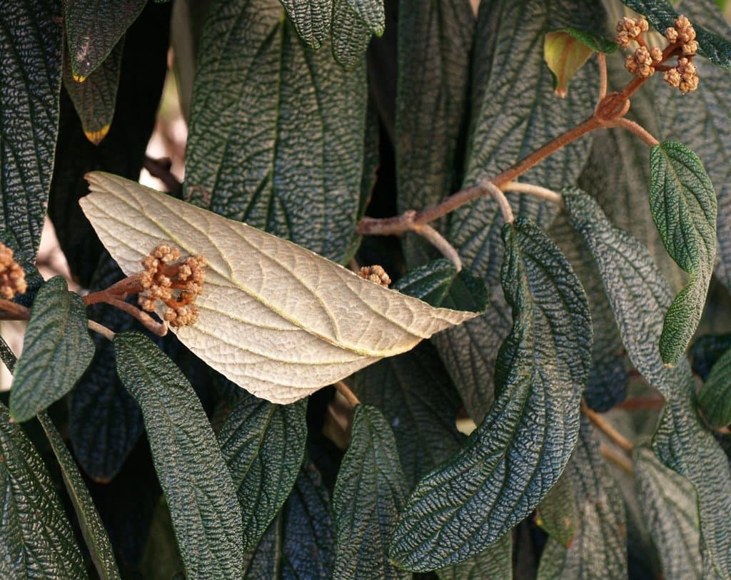 Viburnum rhytidophyllum Hemsl. ex Forbes & Hemsl.