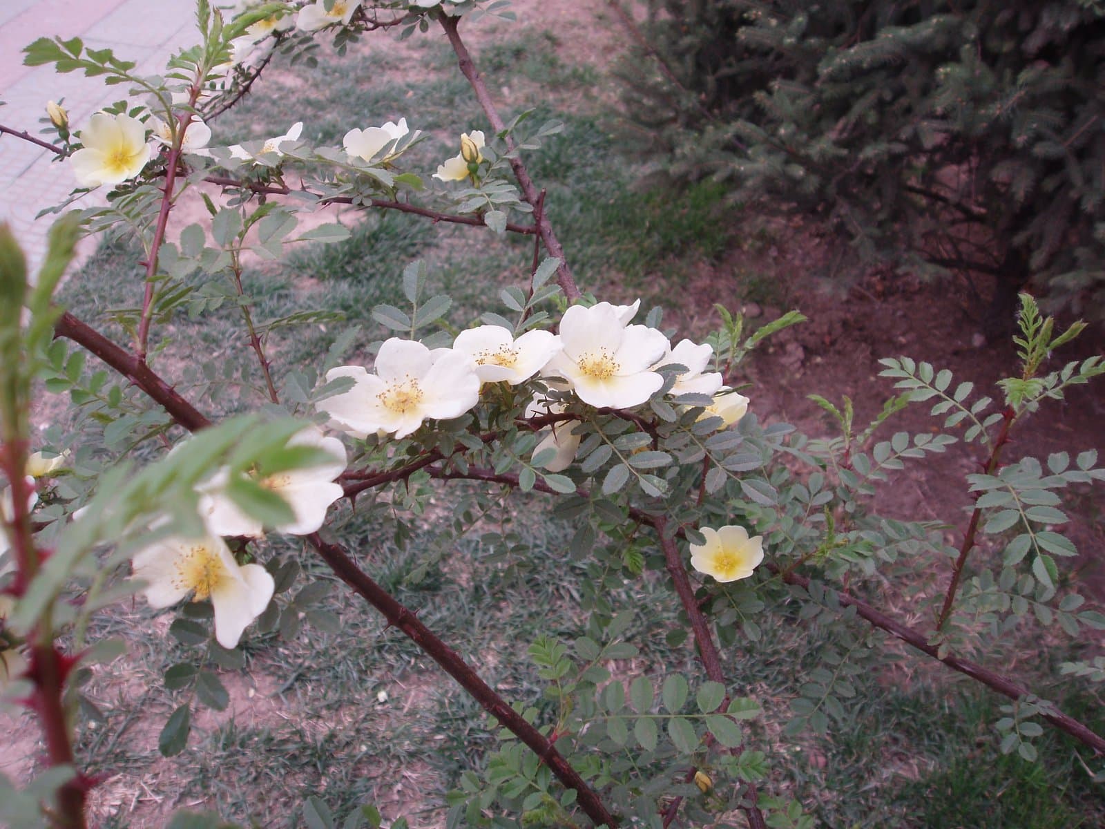 Rosa xanthina Lindl.