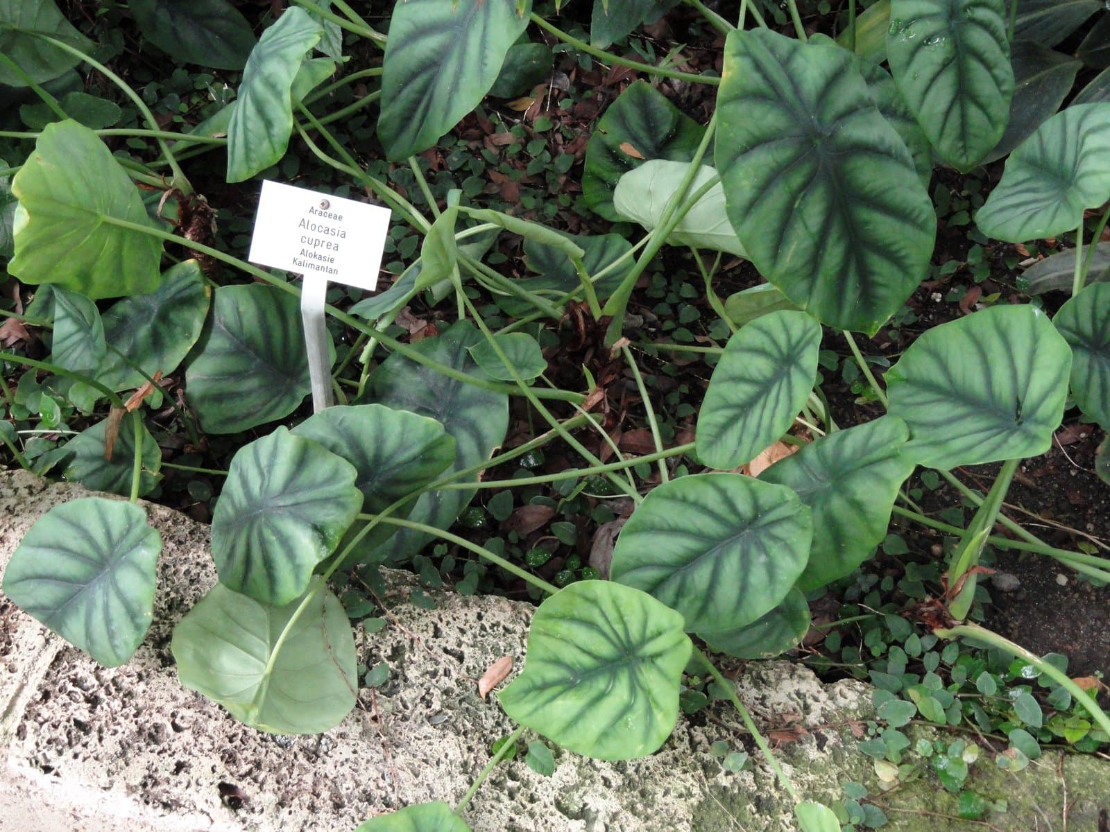 Alocasia cuprea (H.Low ex Sankey) K.Koch