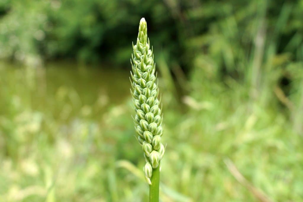 Ornithogalum pyrenaicum L.