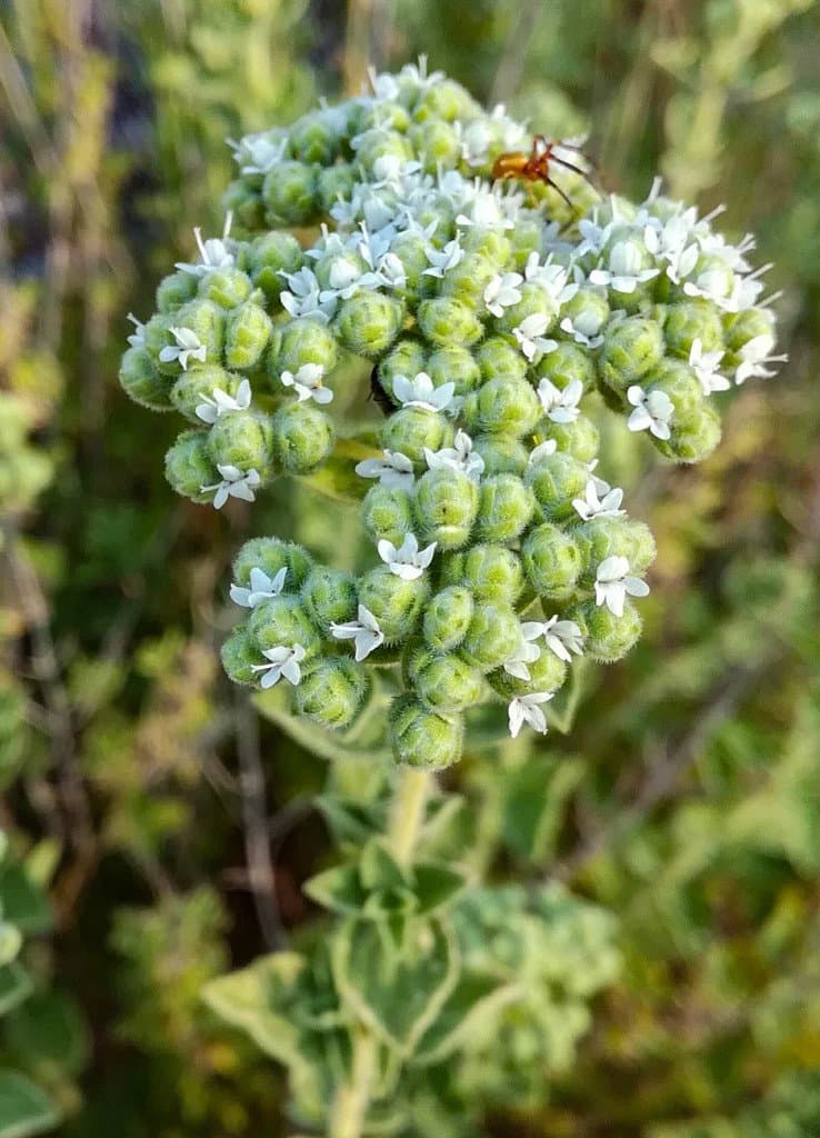 Origanum onites L.