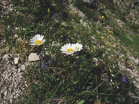 Leucanthemum atratum (Jacq.) DC.