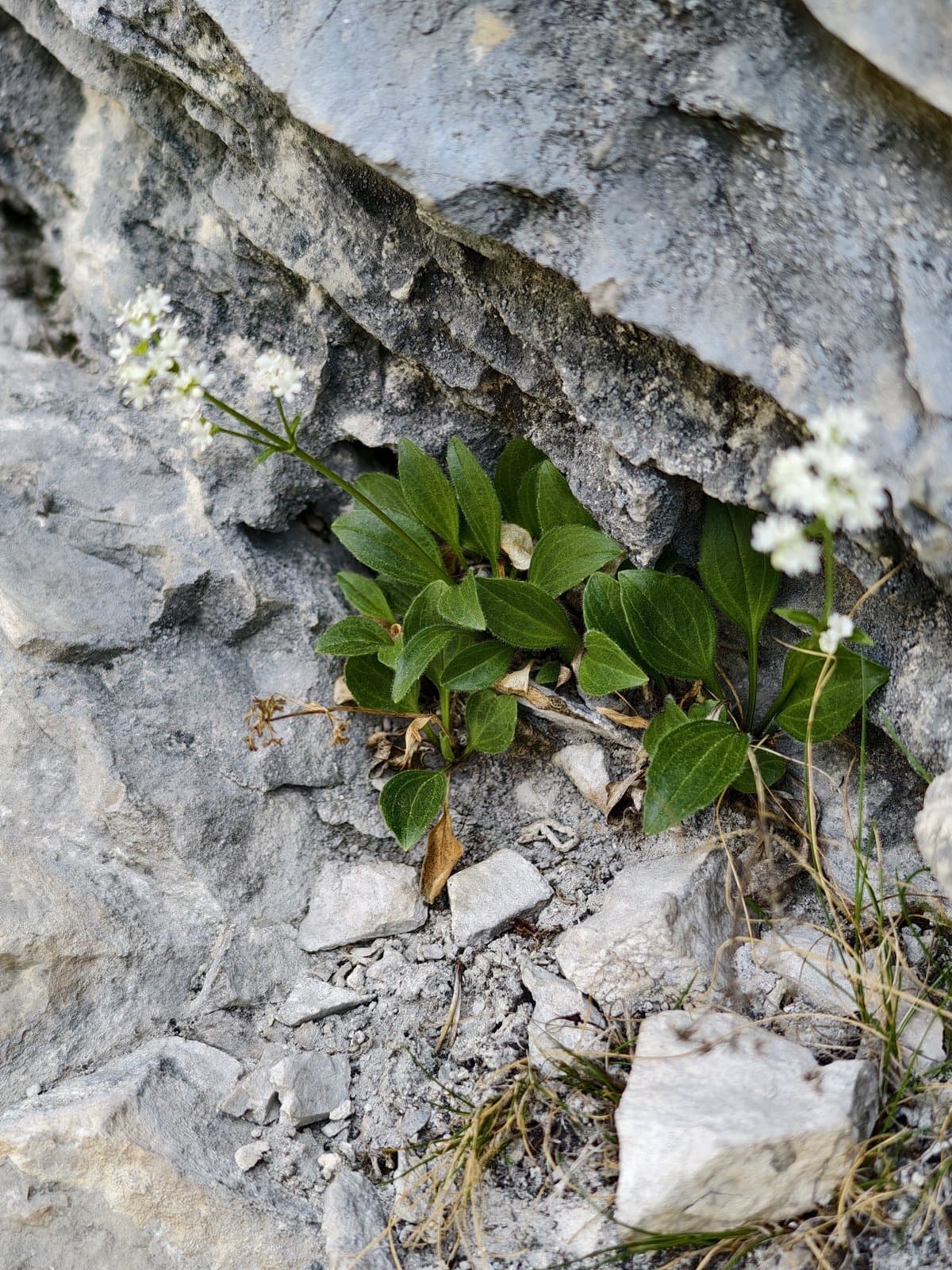 Valeriana saxatilis L.