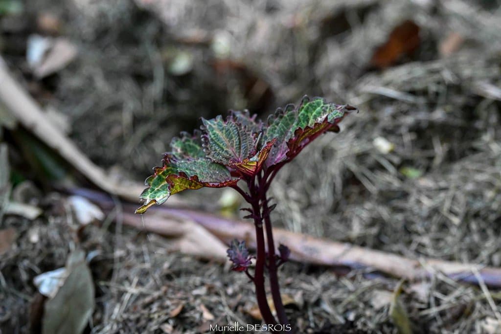 Coleus scutellarioides (L.) Benth.