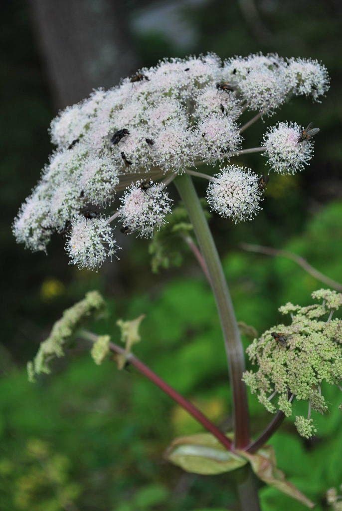 Angelica sylvestris L.